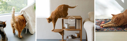 猫と暮らす「衣」「食」「住」