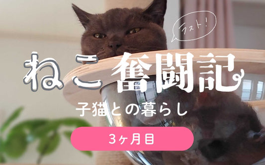 オルネコ部員の猫暮らし奮闘記　Vol.3　ひろがる世界編（3ヶ月目）