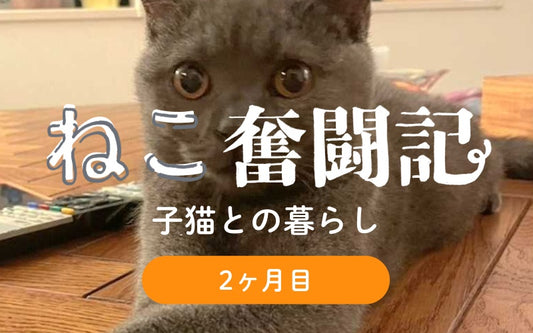 オルネコ部員の猫暮らし奮闘記　Vol.2　困ったいたずら編（2ヶ月目）