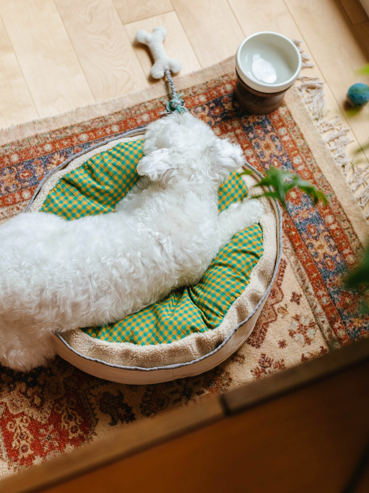 モデル犬：7.6kg