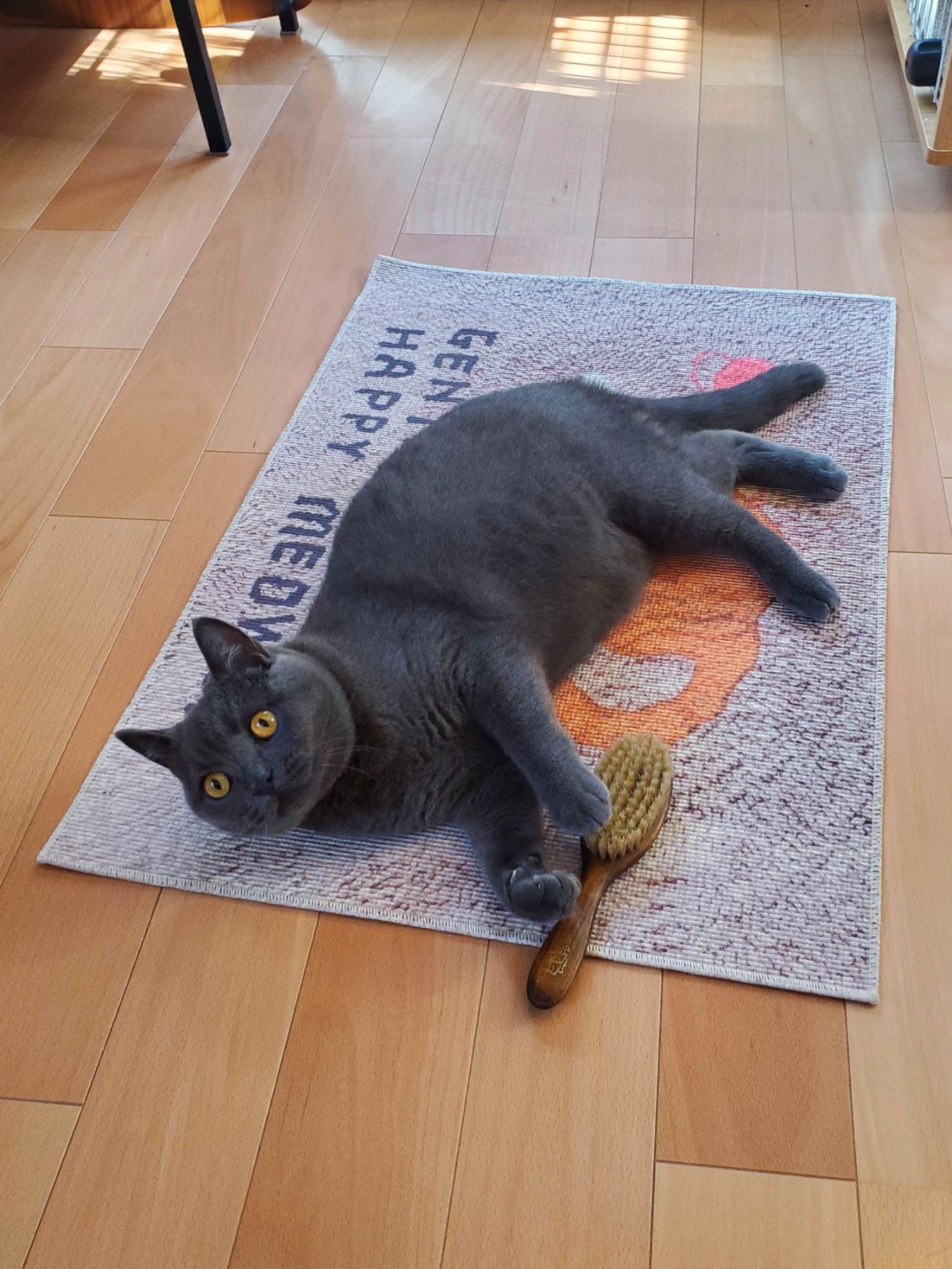 モデル猫：4.5kg