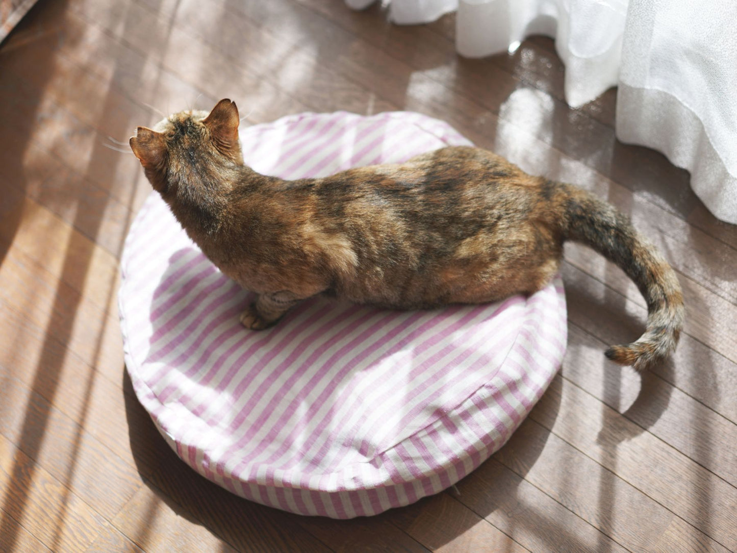 モデル猫：4kg