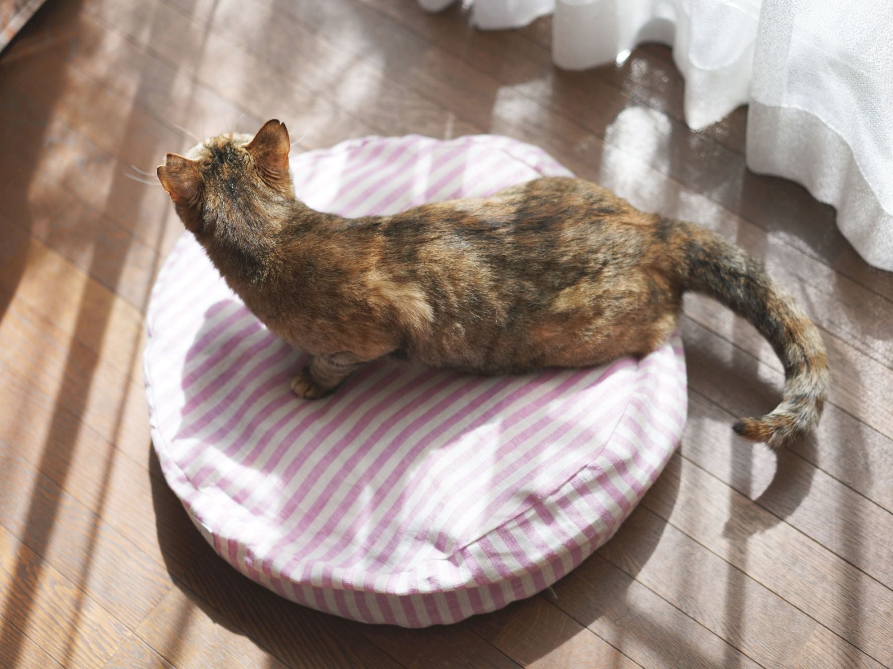 モデル猫：4kg