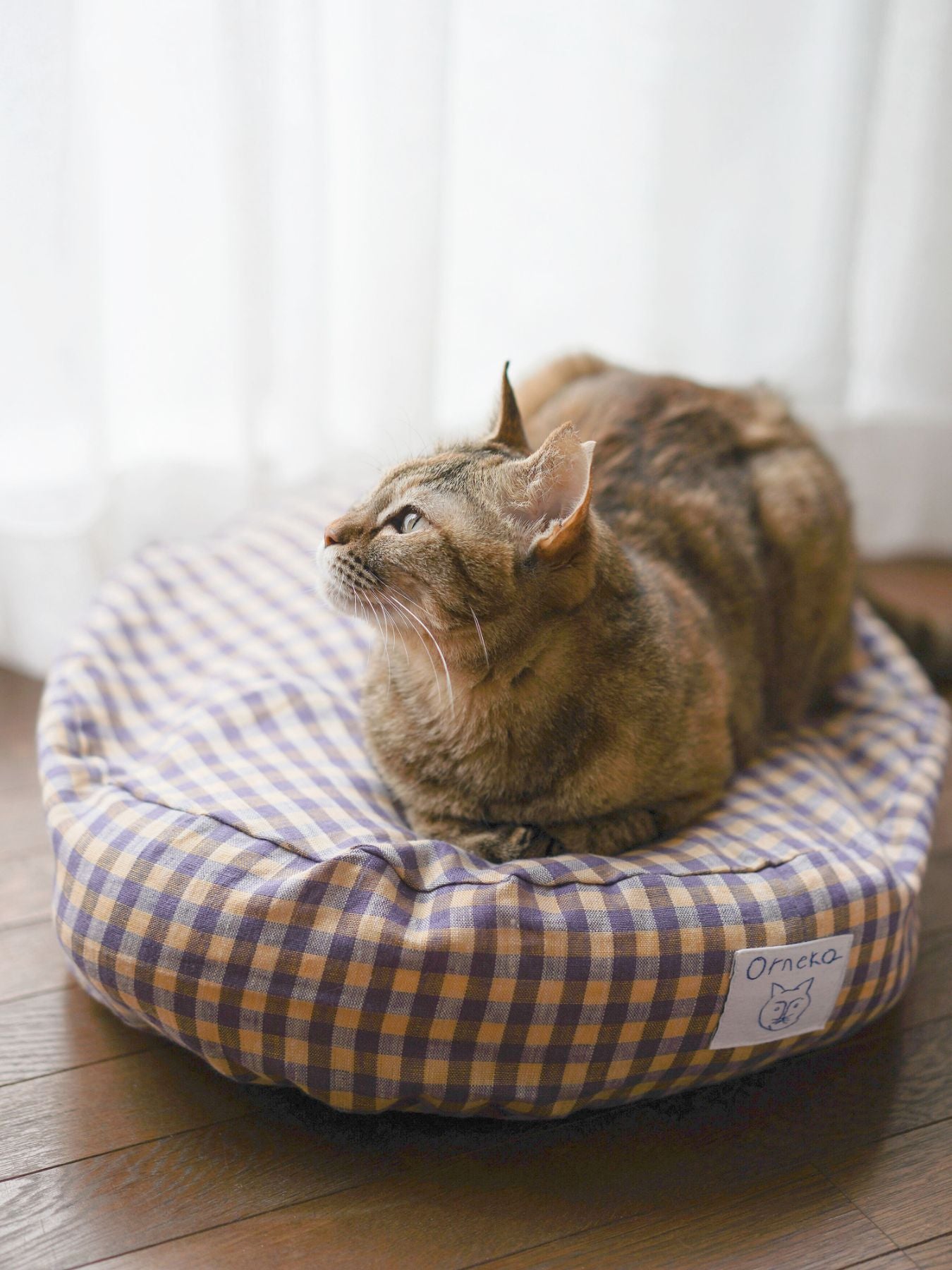 モデル猫：4kg