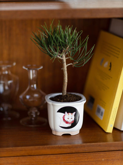 JAPANESE BONSAI 白猫（盆栽栽培セット）