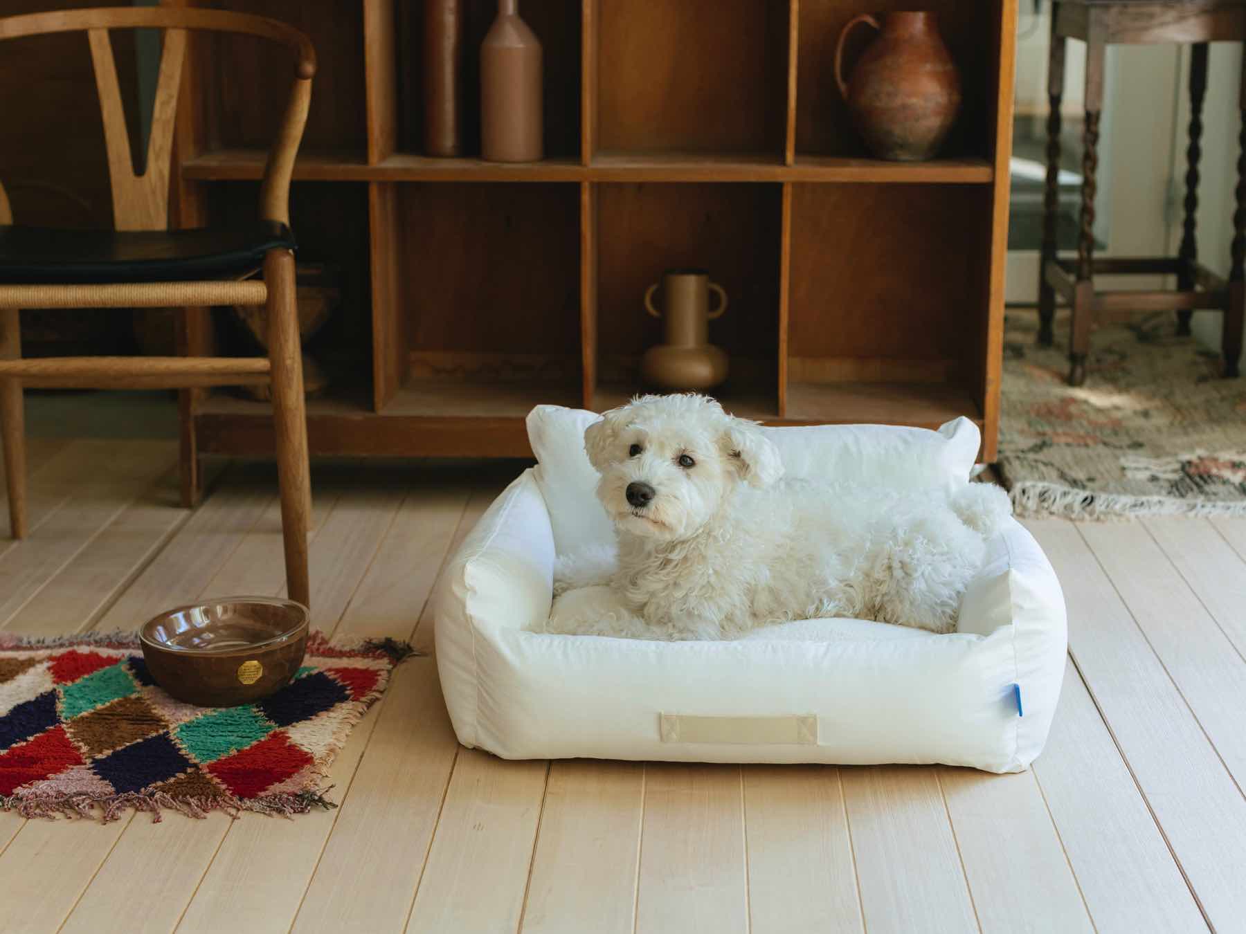 モデル犬：7.7kg