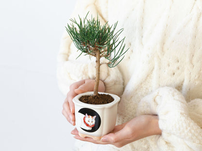 JAPANESE BONSAI 白猫（盆栽栽培セット）