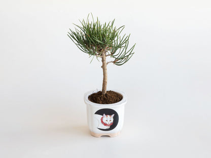 JAPANESE BONSAI 白猫（盆栽栽培セット）
