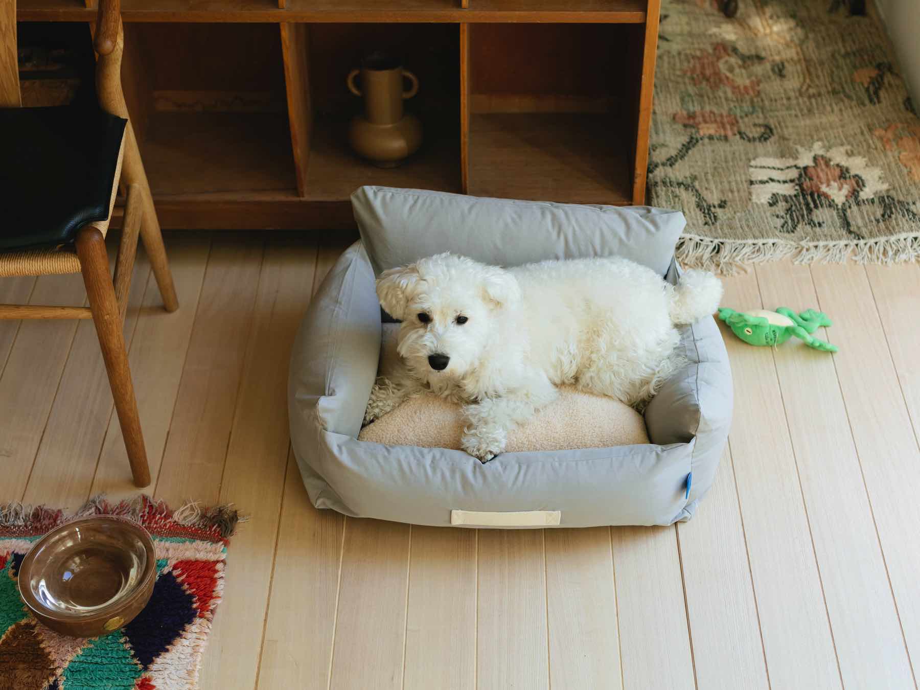モデル犬：7.7kg