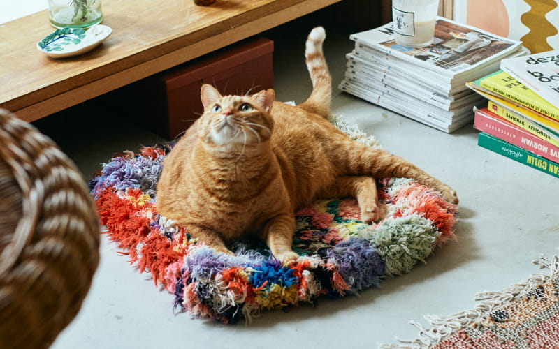 オルネコ・猫のプフ一覧