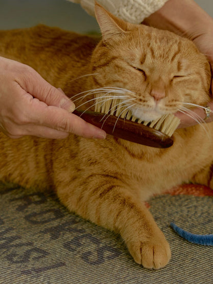 オルネコ・ケアマット／毛糸で遊ぶ猫（50×70cm）