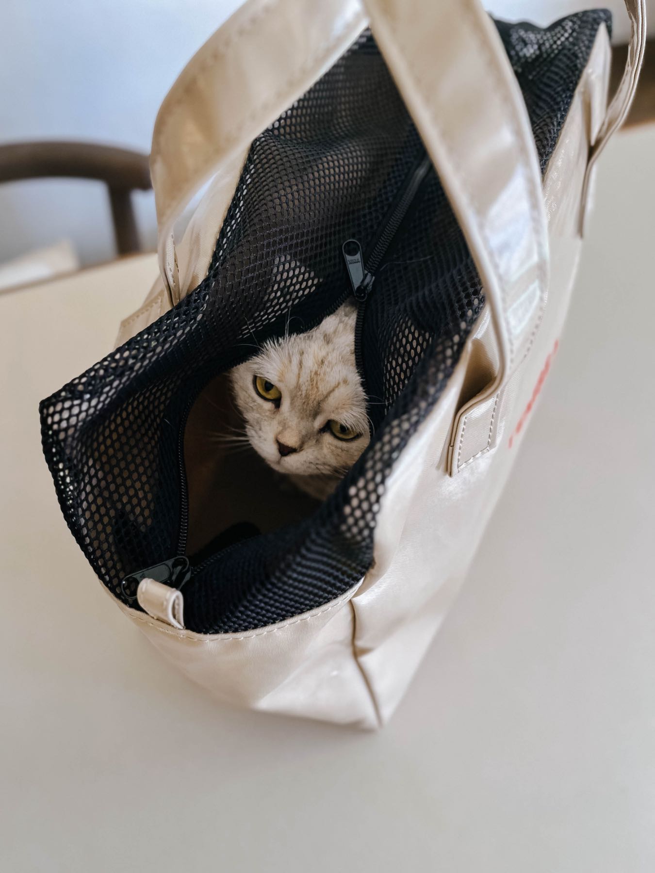 モデル猫：3.5kg