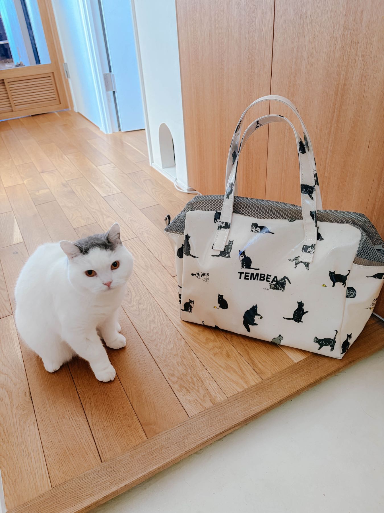 モデル猫：5.2kg