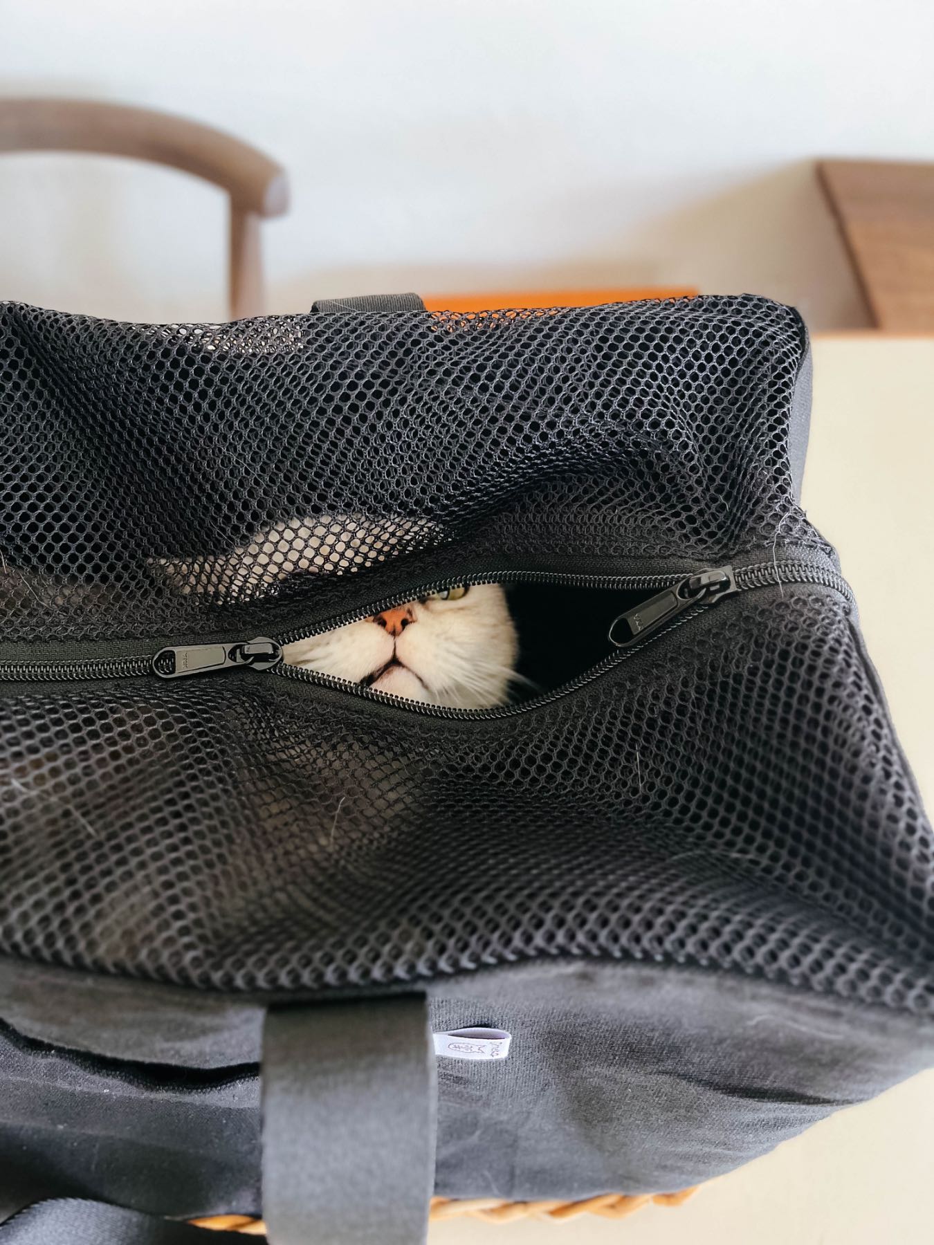 モデル猫：3.5kg