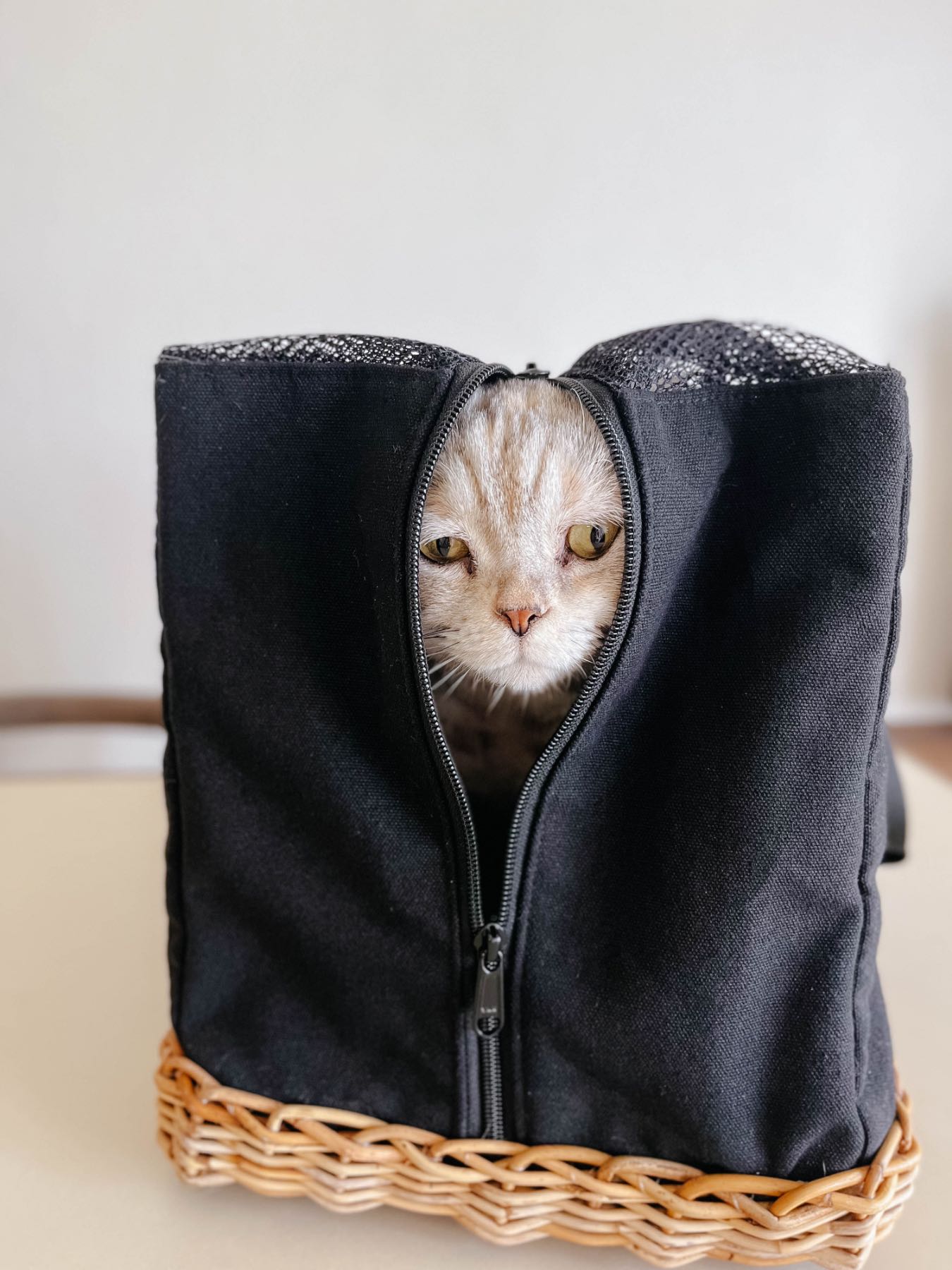 モデル猫：3.5kg