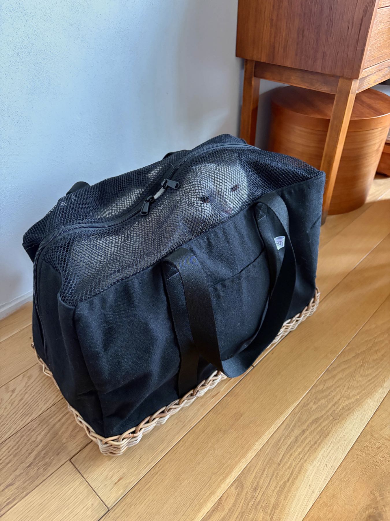 モデル猫：5.2kg