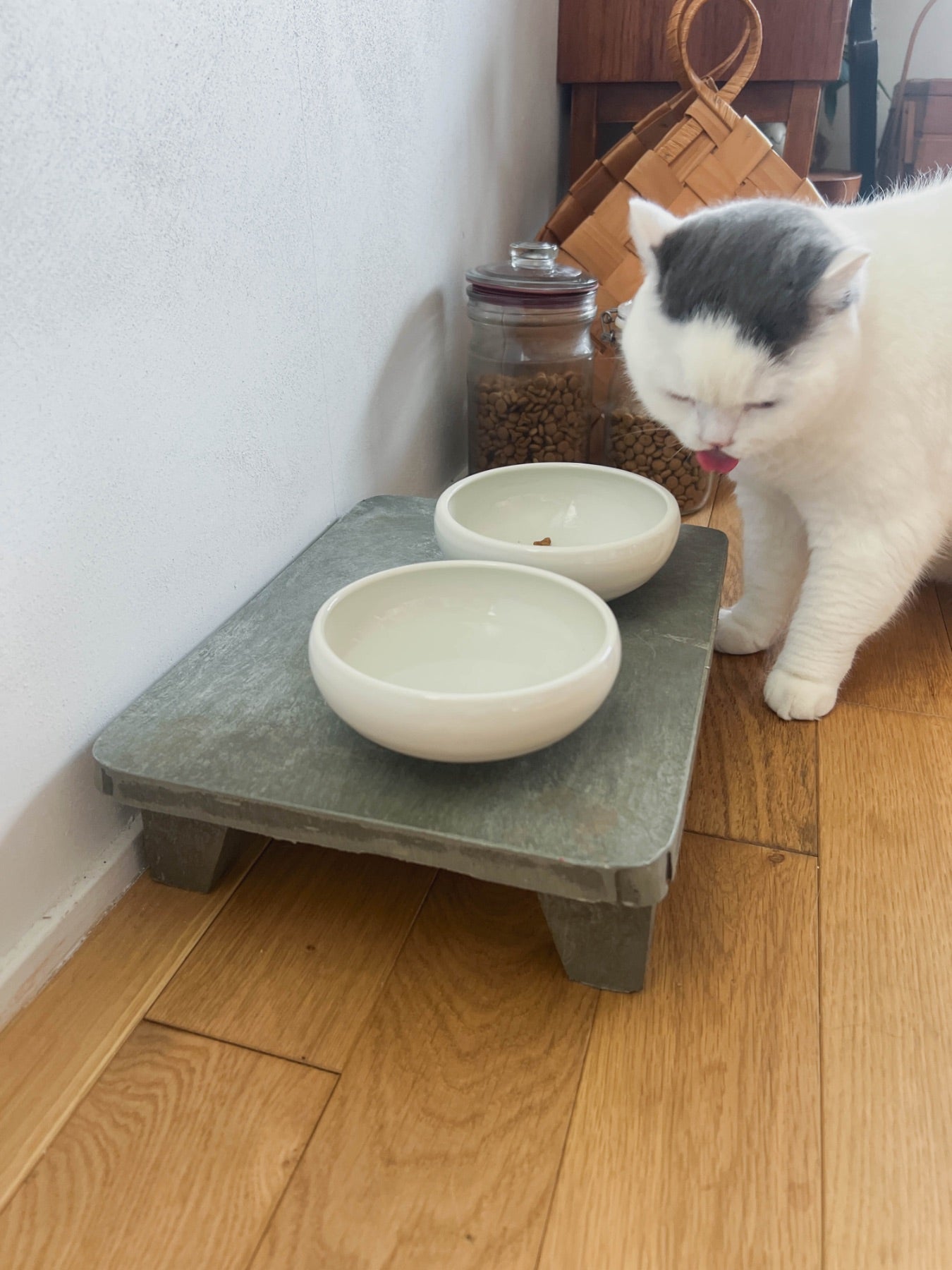 モデル猫：5.5kg