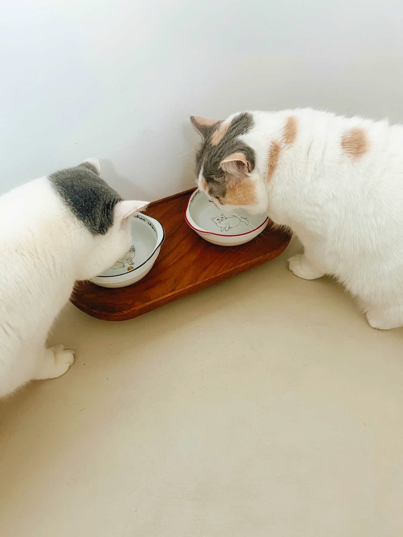 モデル猫：5.5kg