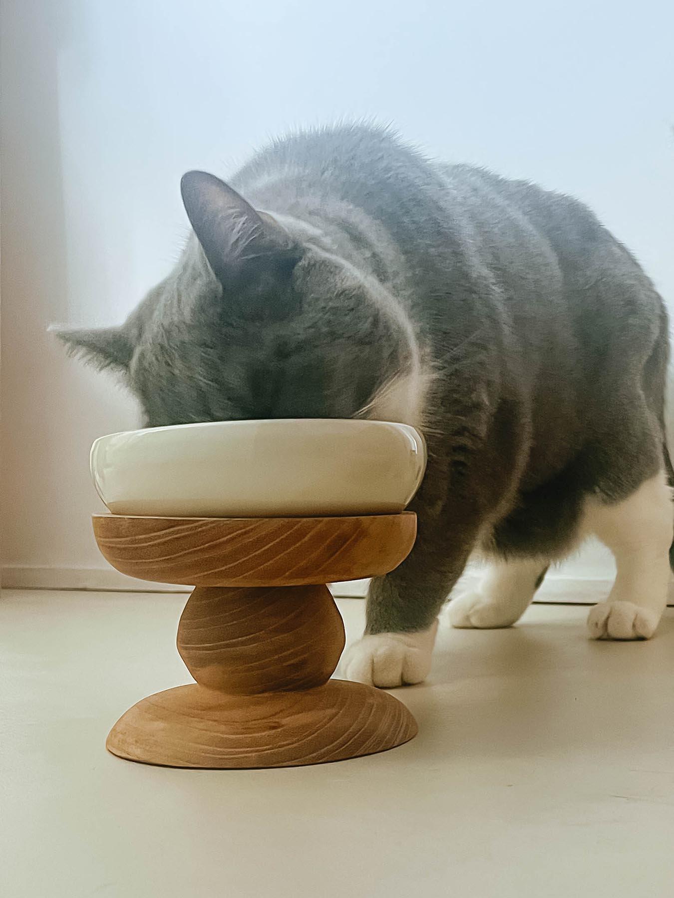モデル猫：7kg