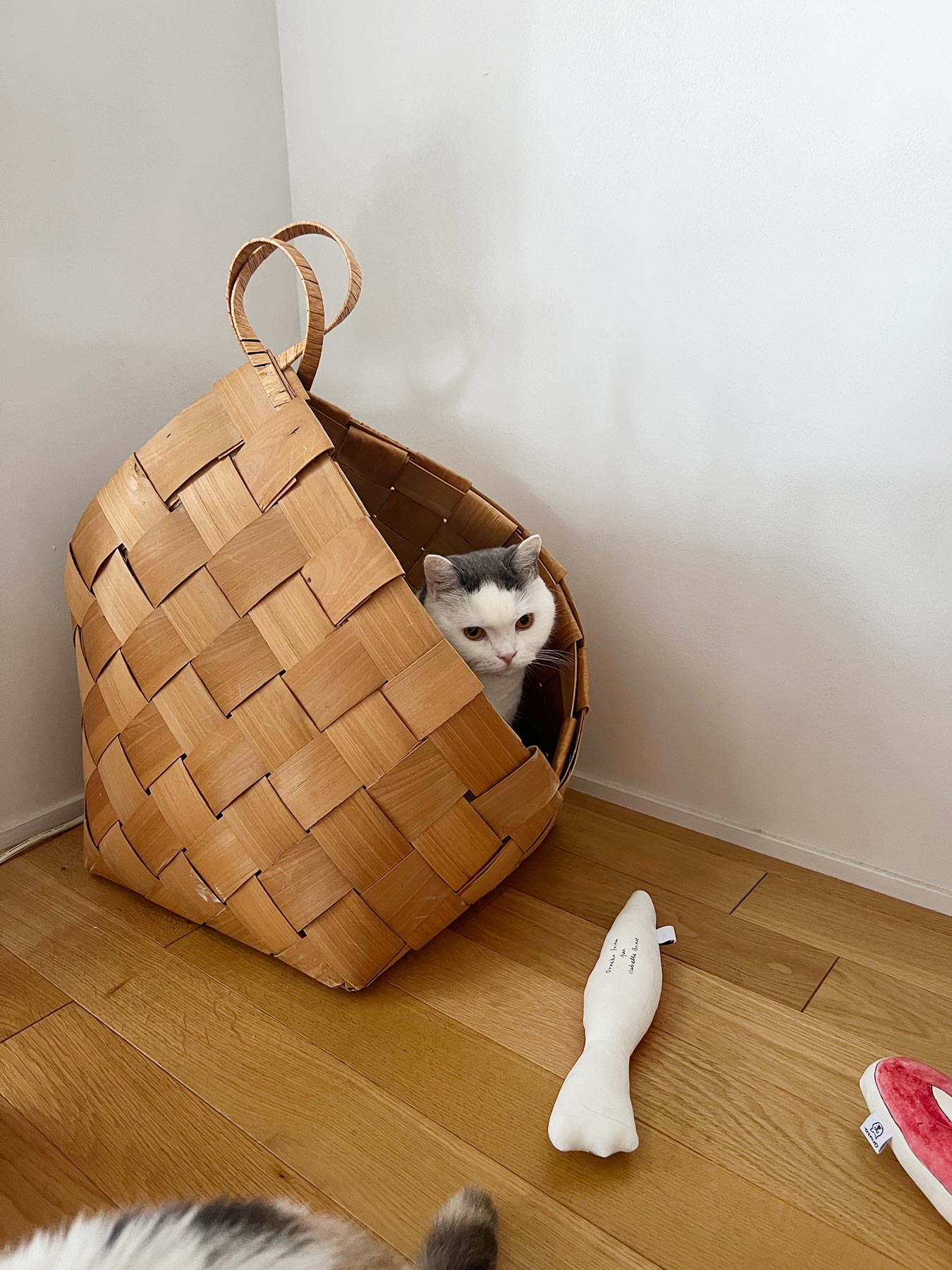 モデル猫：5.5kg