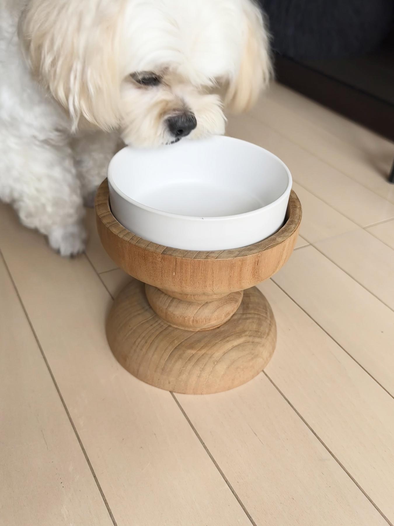 モデル犬：6kg
