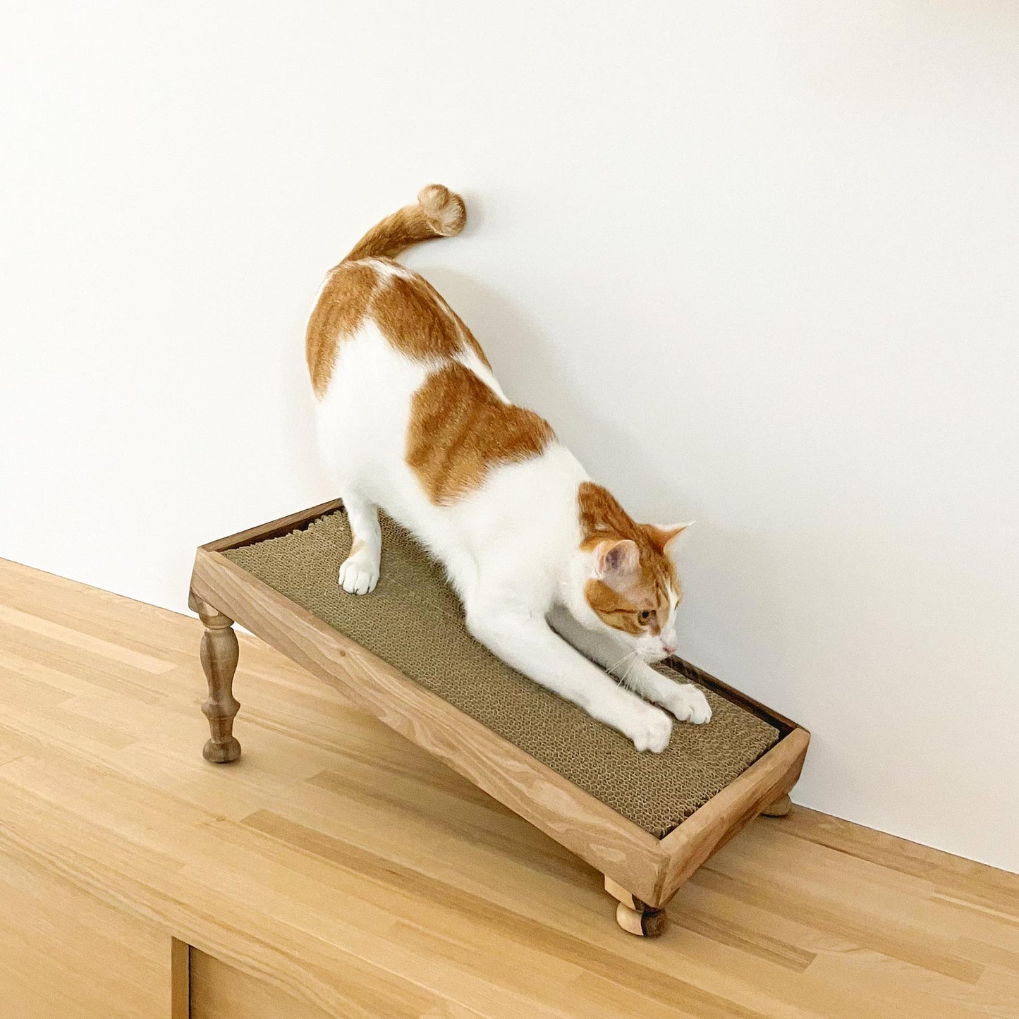 モデル猫：5kg