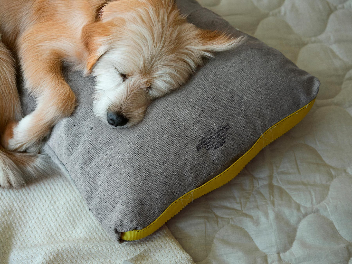 CUSHION FOR HUMAN AND PET（クッション）