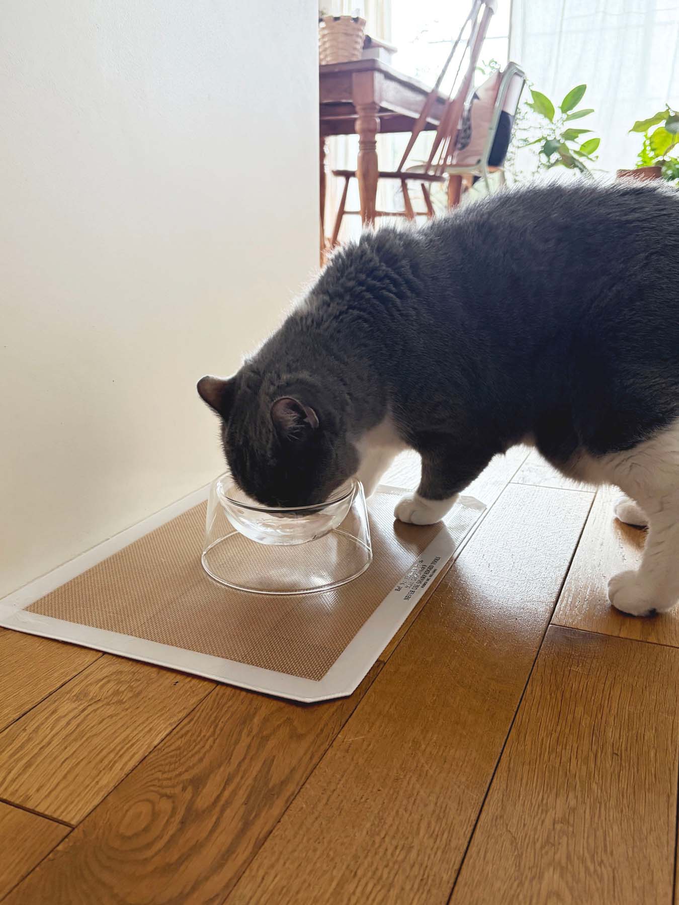 BOROSILICATE GLASS PET BOWL（フードボウル）