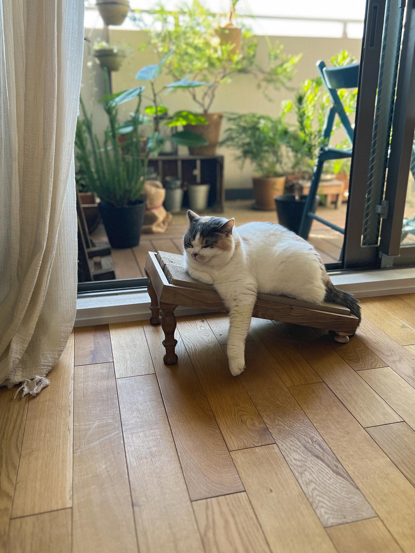 モデル猫：5.5kg